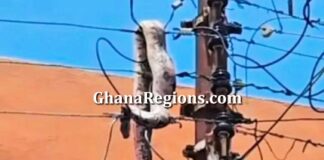 Snake Triggers Power Outage in Ejisu, Ashanti Region, Ghana